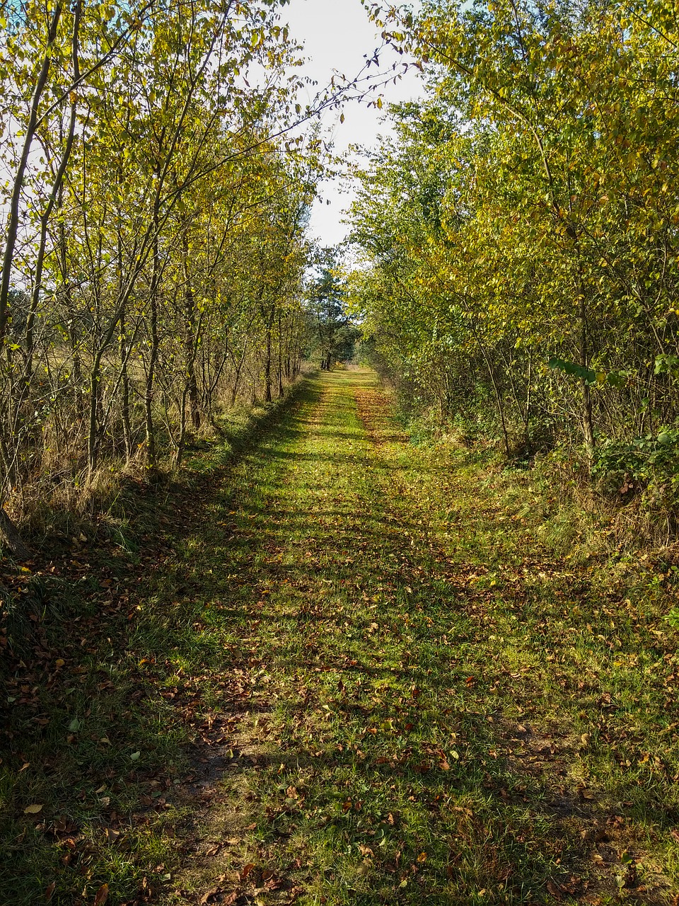 the path forest autumn free photo