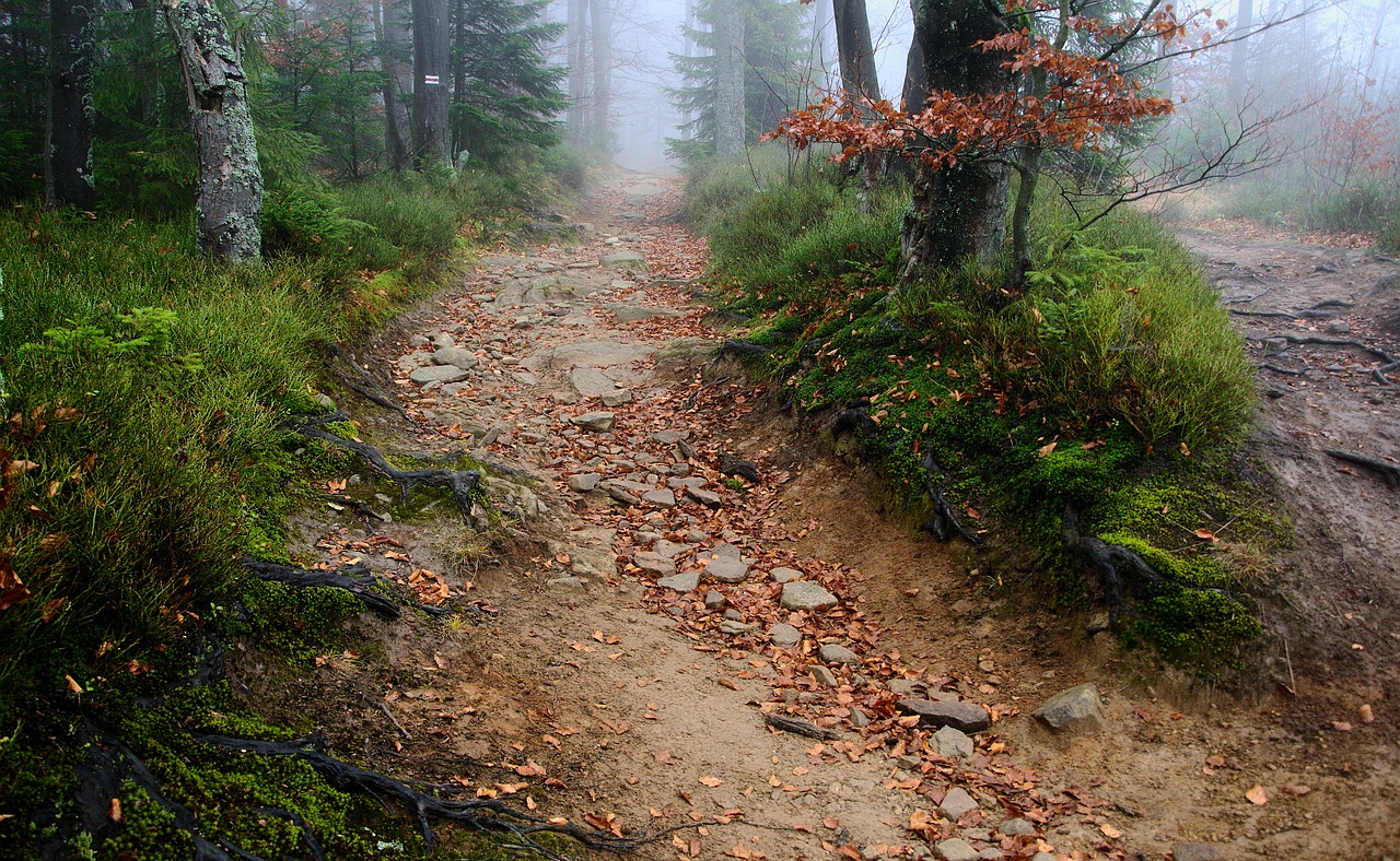 the path  trail  the roots of the free photo