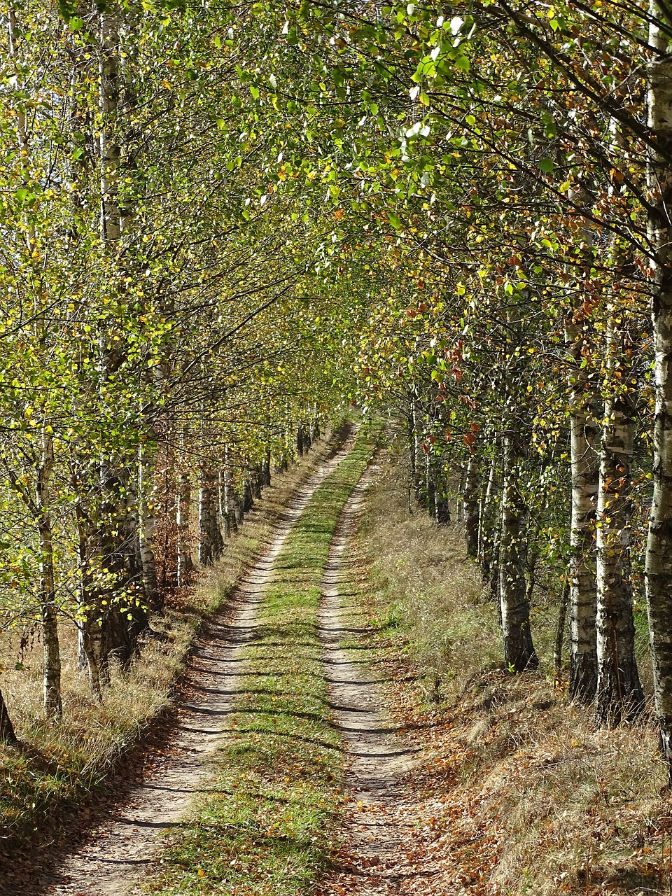 the path  forest  landscape free photo