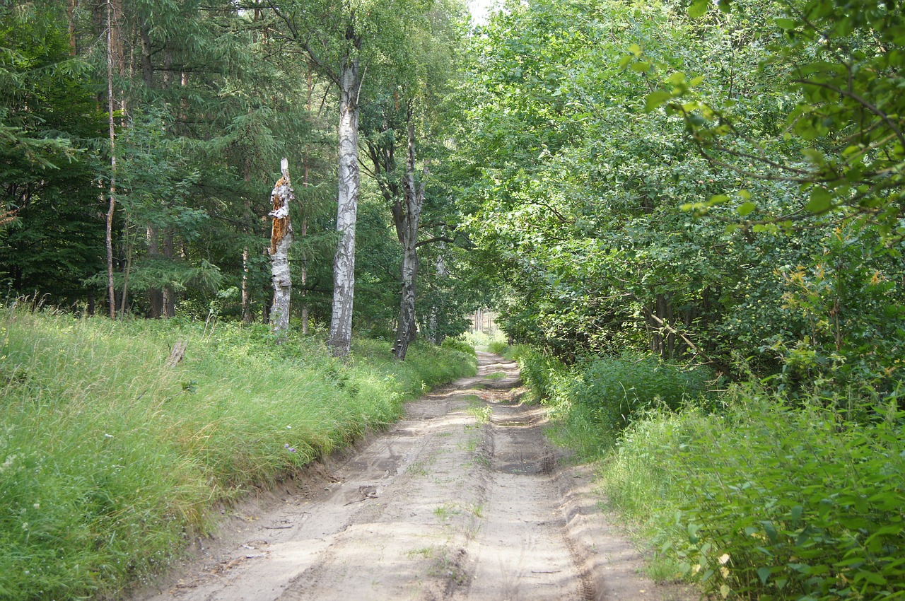 the path tree green free photo