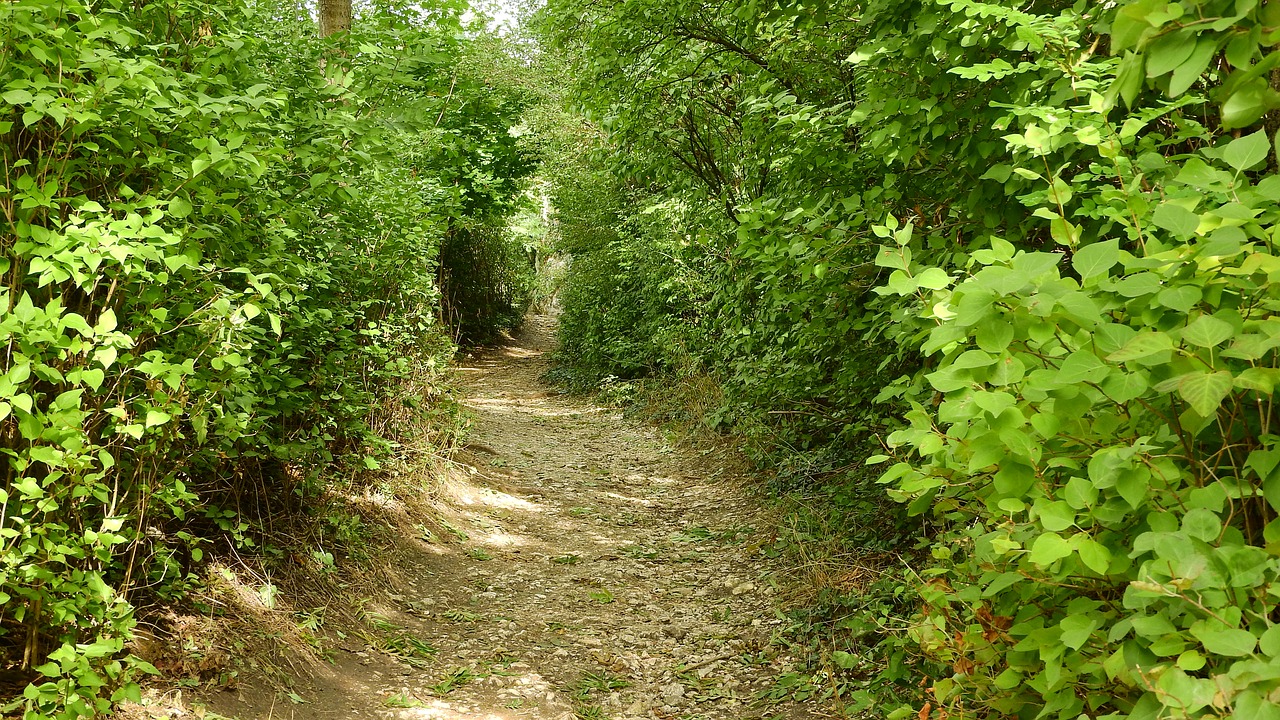 the path through the woods the path in the bushes path free photo