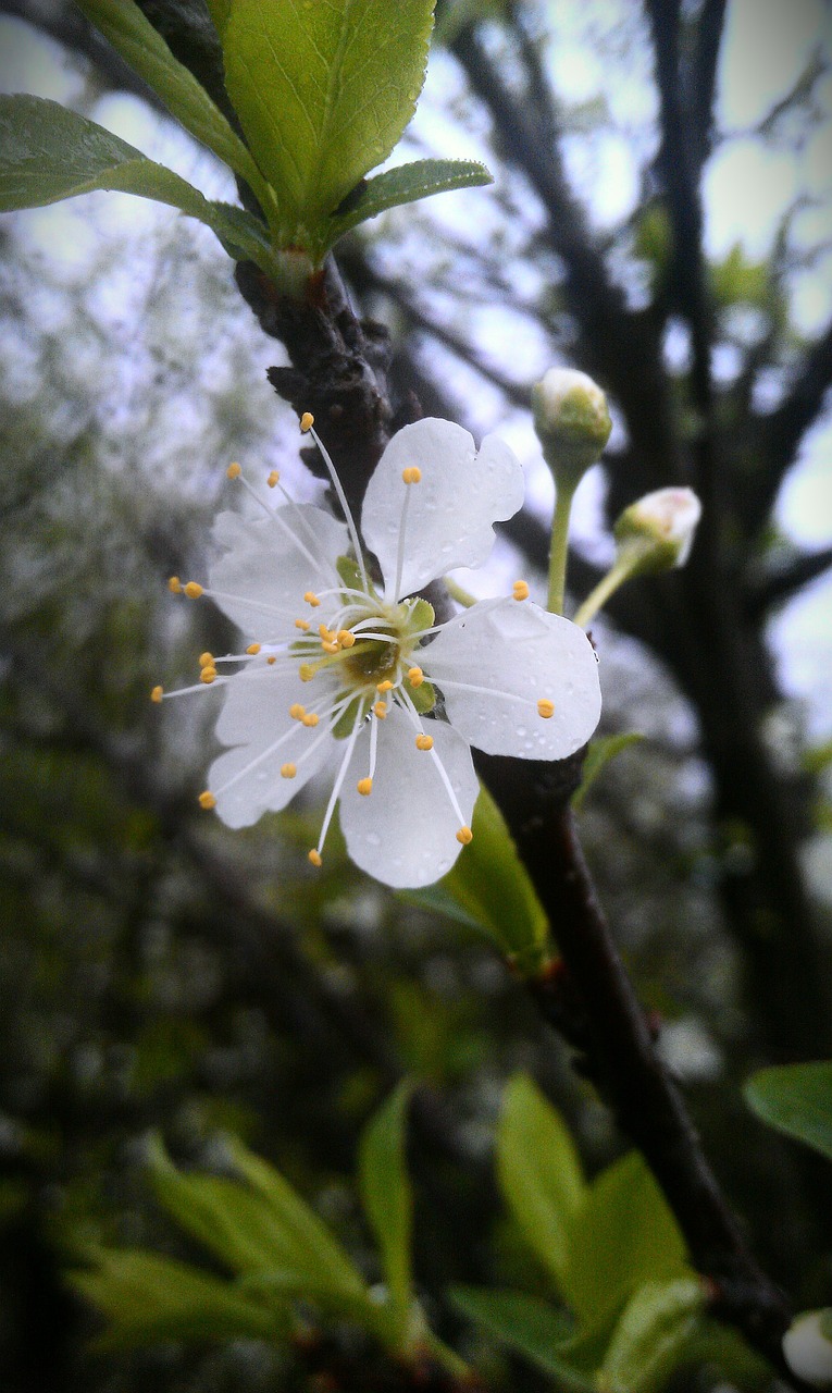 the peach blossom peach blossom flower free photo