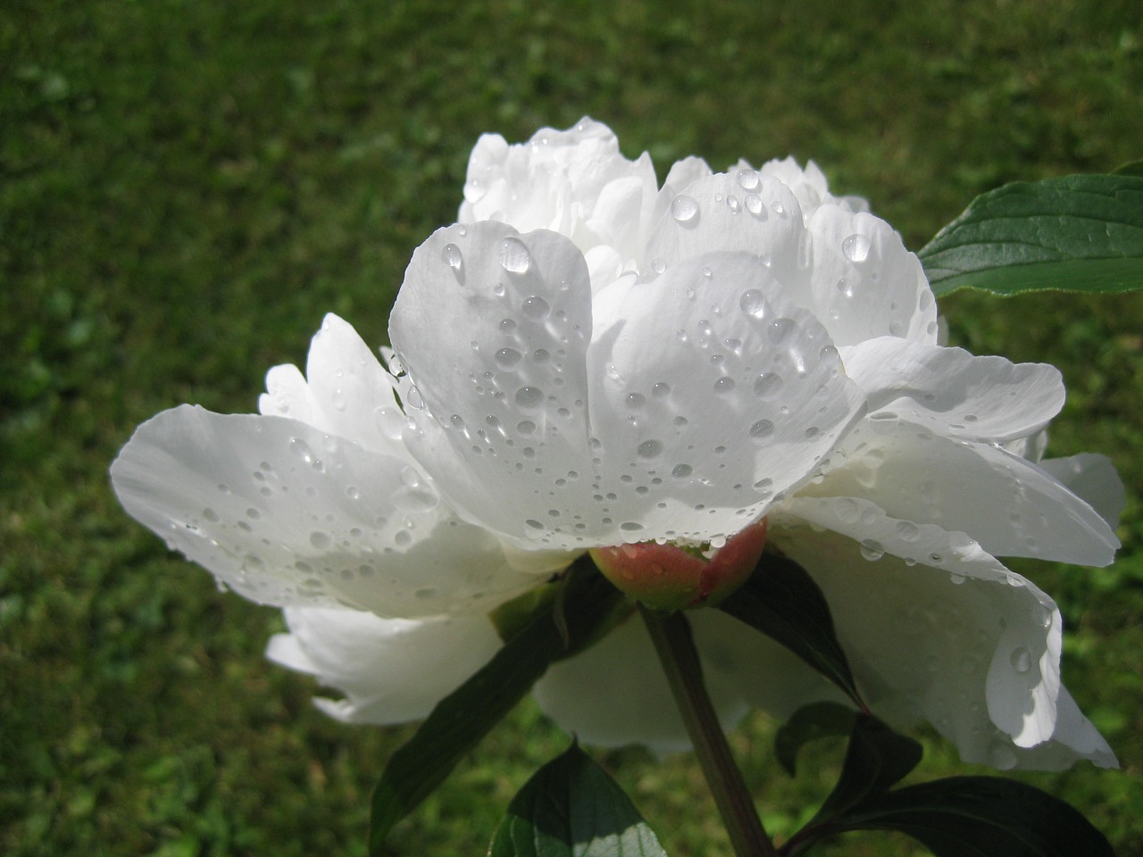 the peony flower white free photo