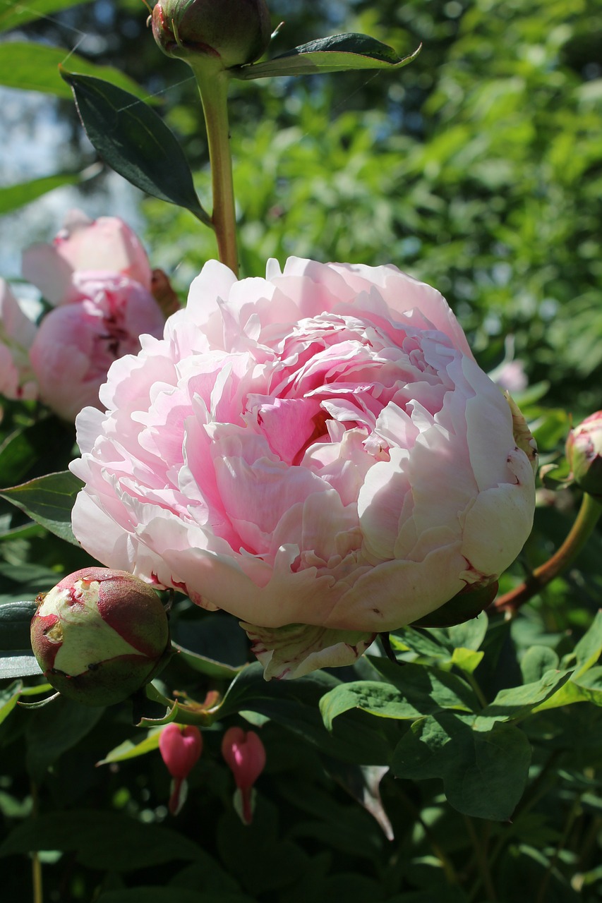 the peony flower garden free photo