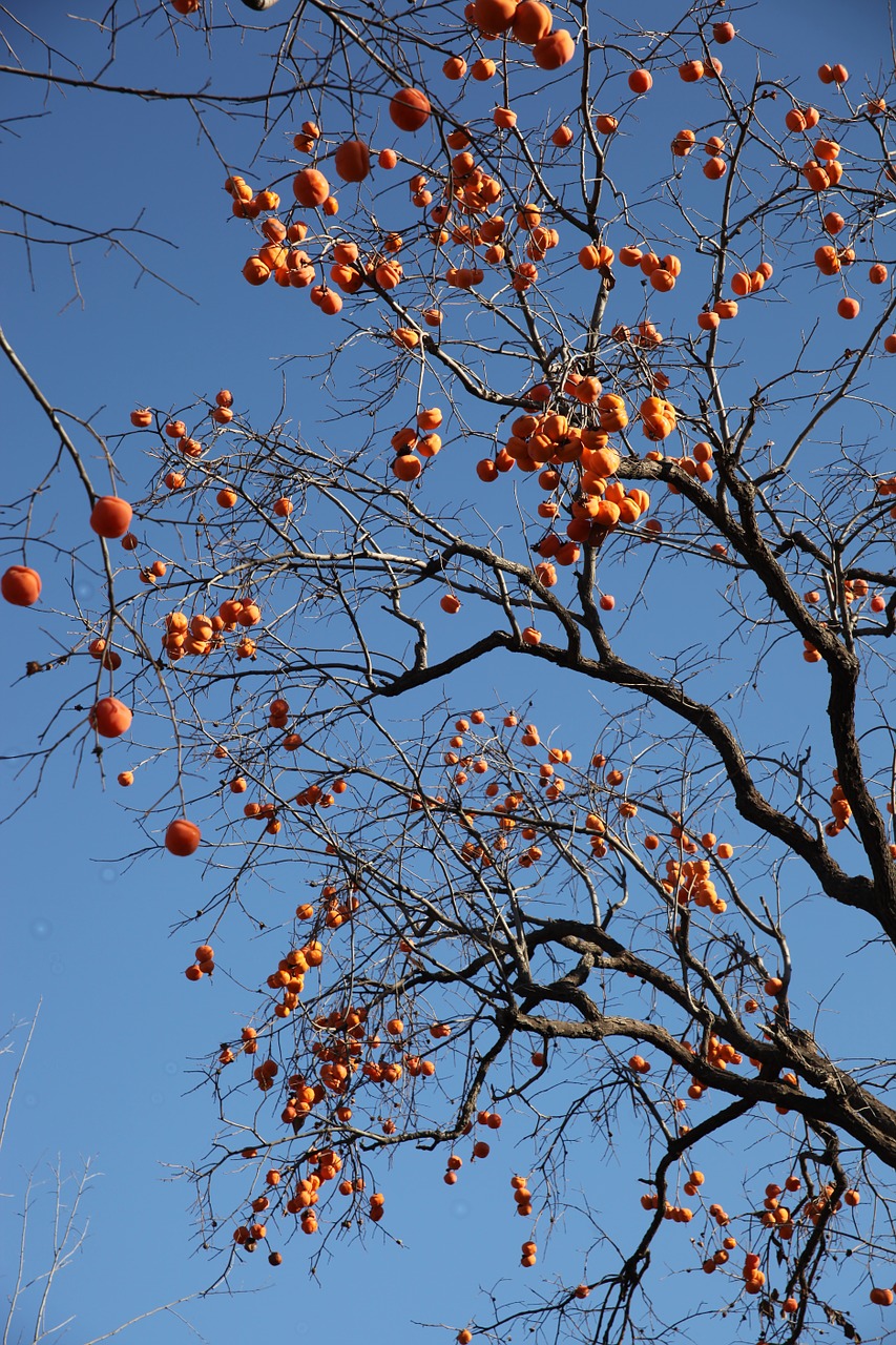 the persimmon tree fruit trees fruits free photo