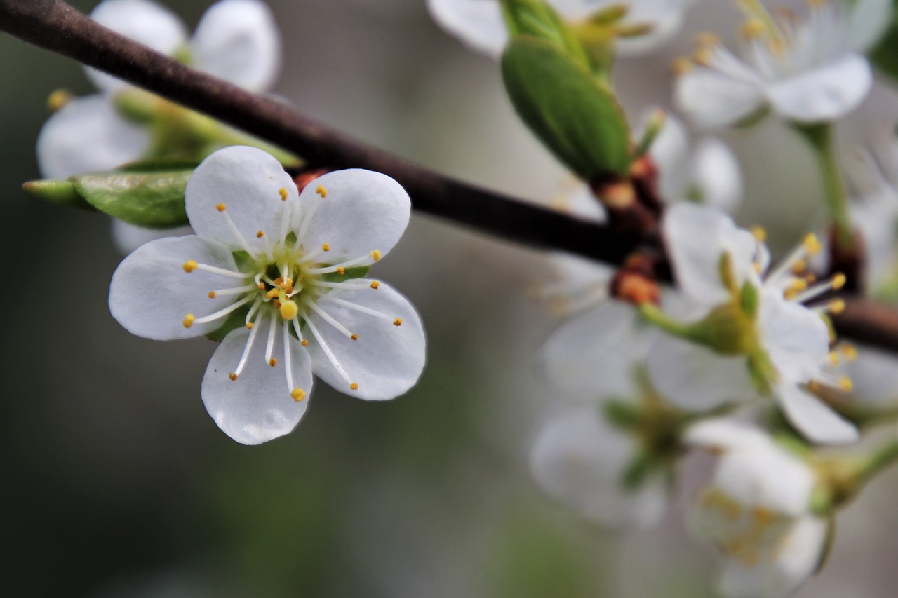 the petals  white  stamens free photo