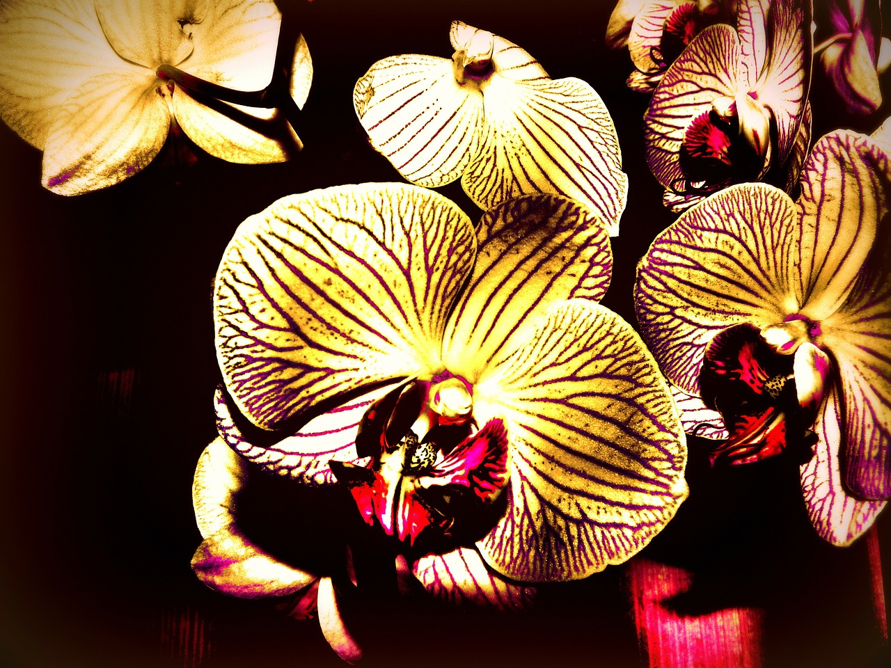the phalaenopsis orchid creative vibrant color free photo