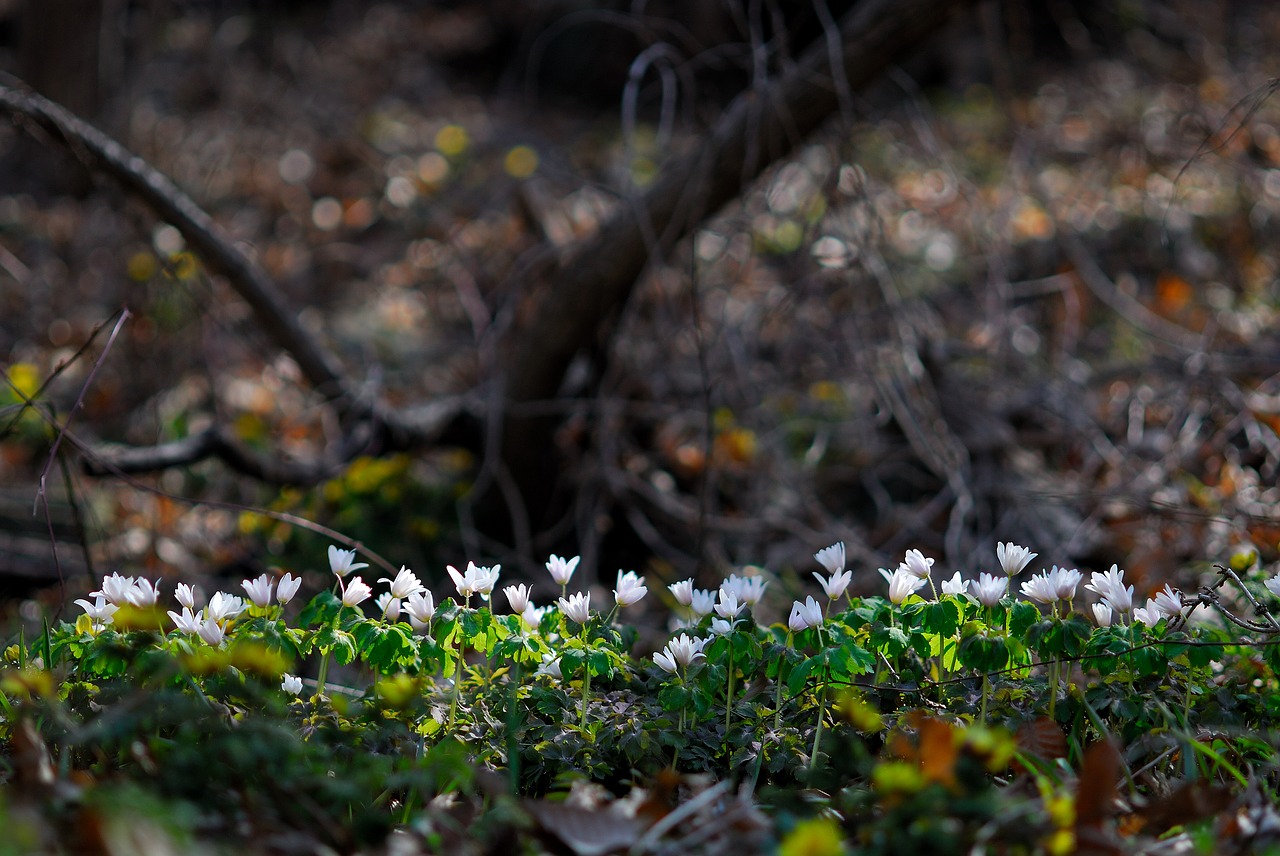 the pheasant's wind flower  wildflower  spring flowers free photo