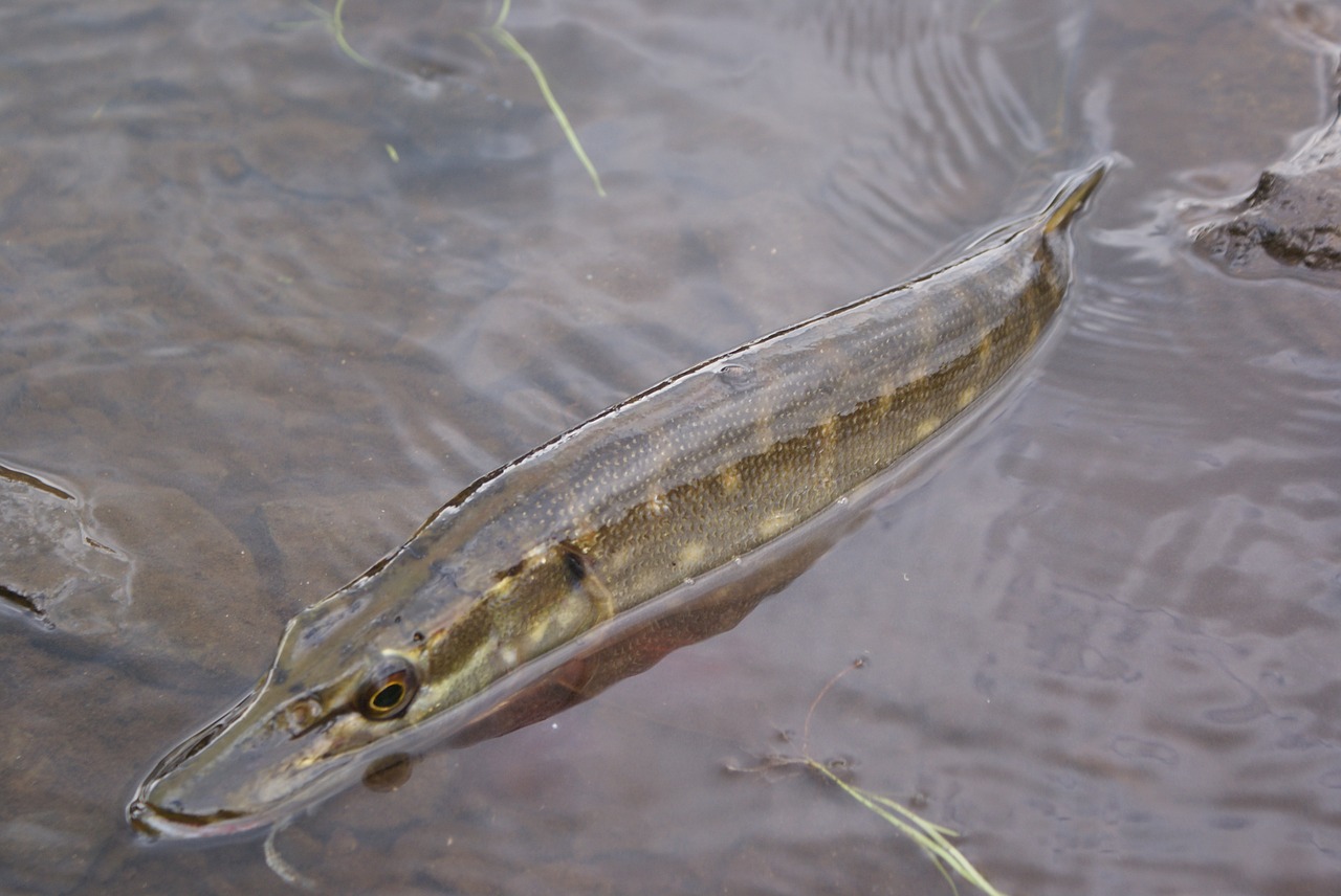 the pike fish animal free photo