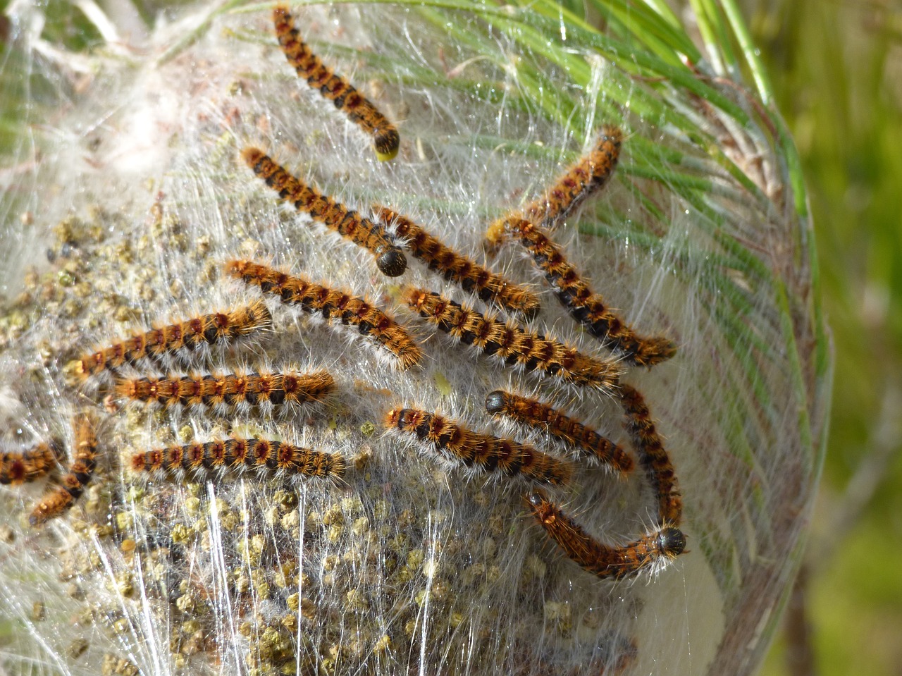 the pine processionary moth caterpillar plague free photo