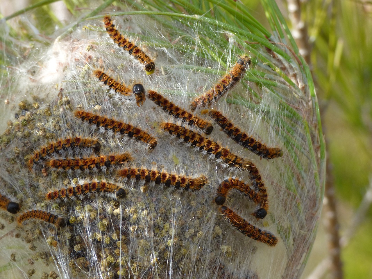 the pine processionary moth caterpillar plague free photo