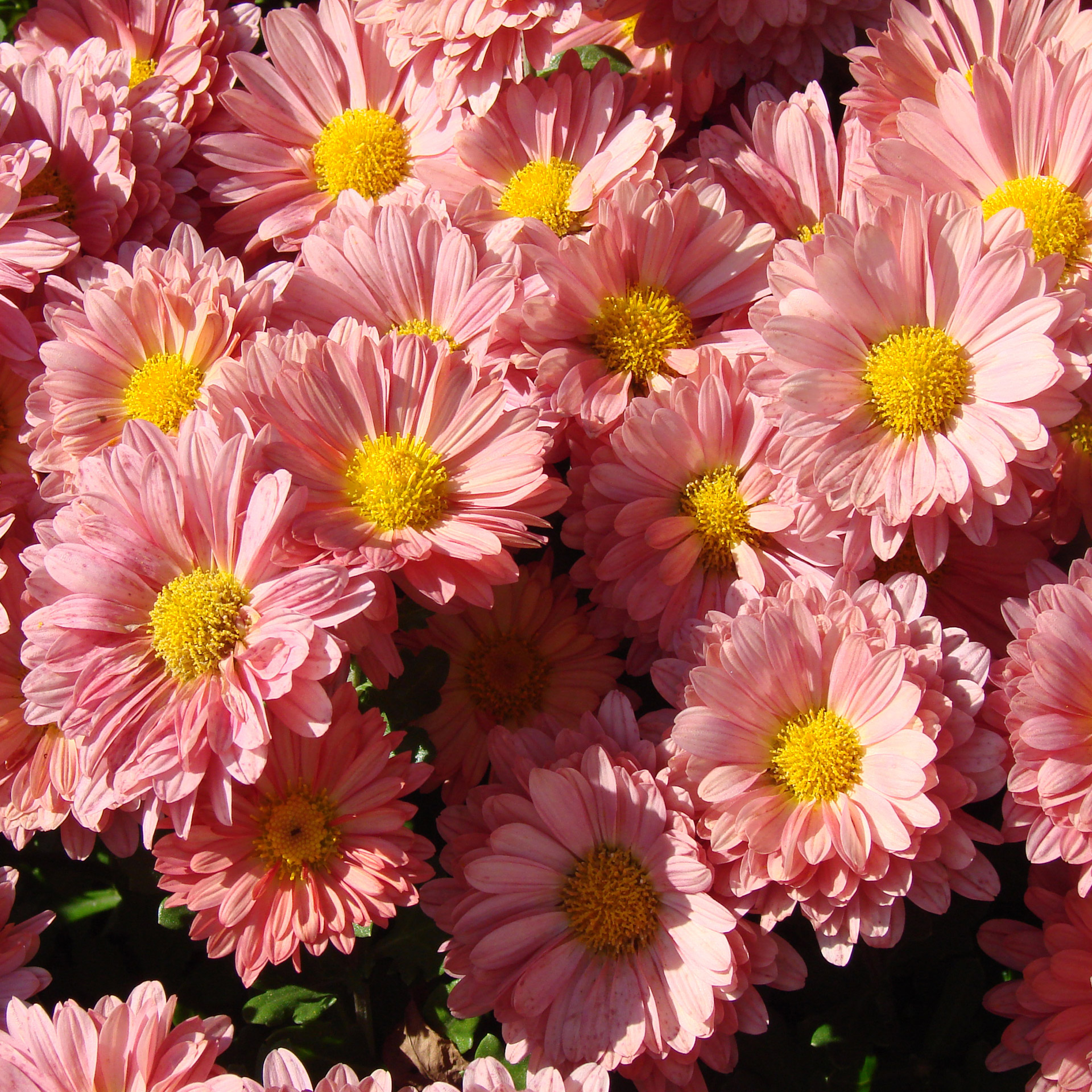 pink daises sun free photo