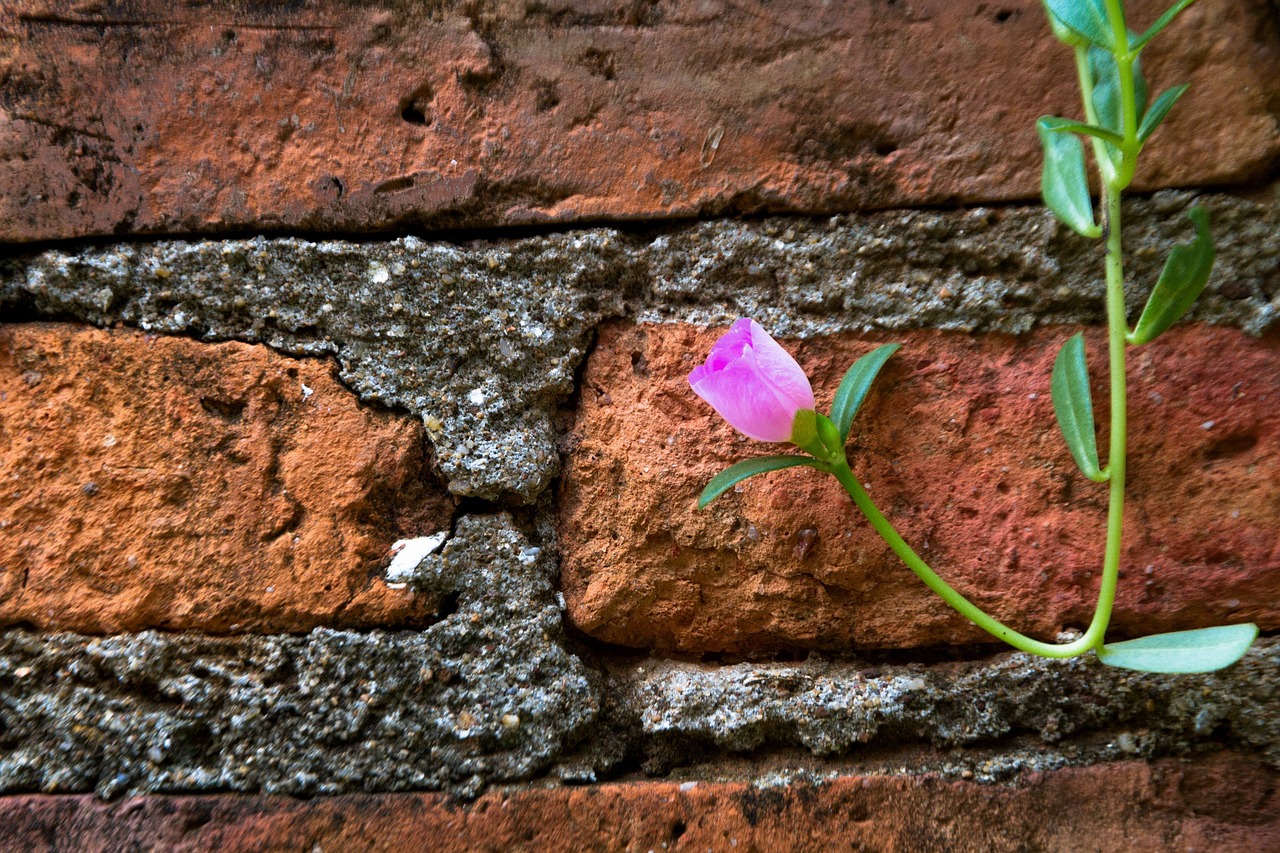 the pink flowers pink nature free photo