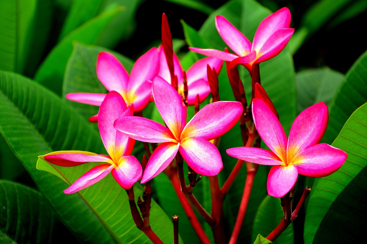 the pink flowers lao league the plumeria flower style free photo