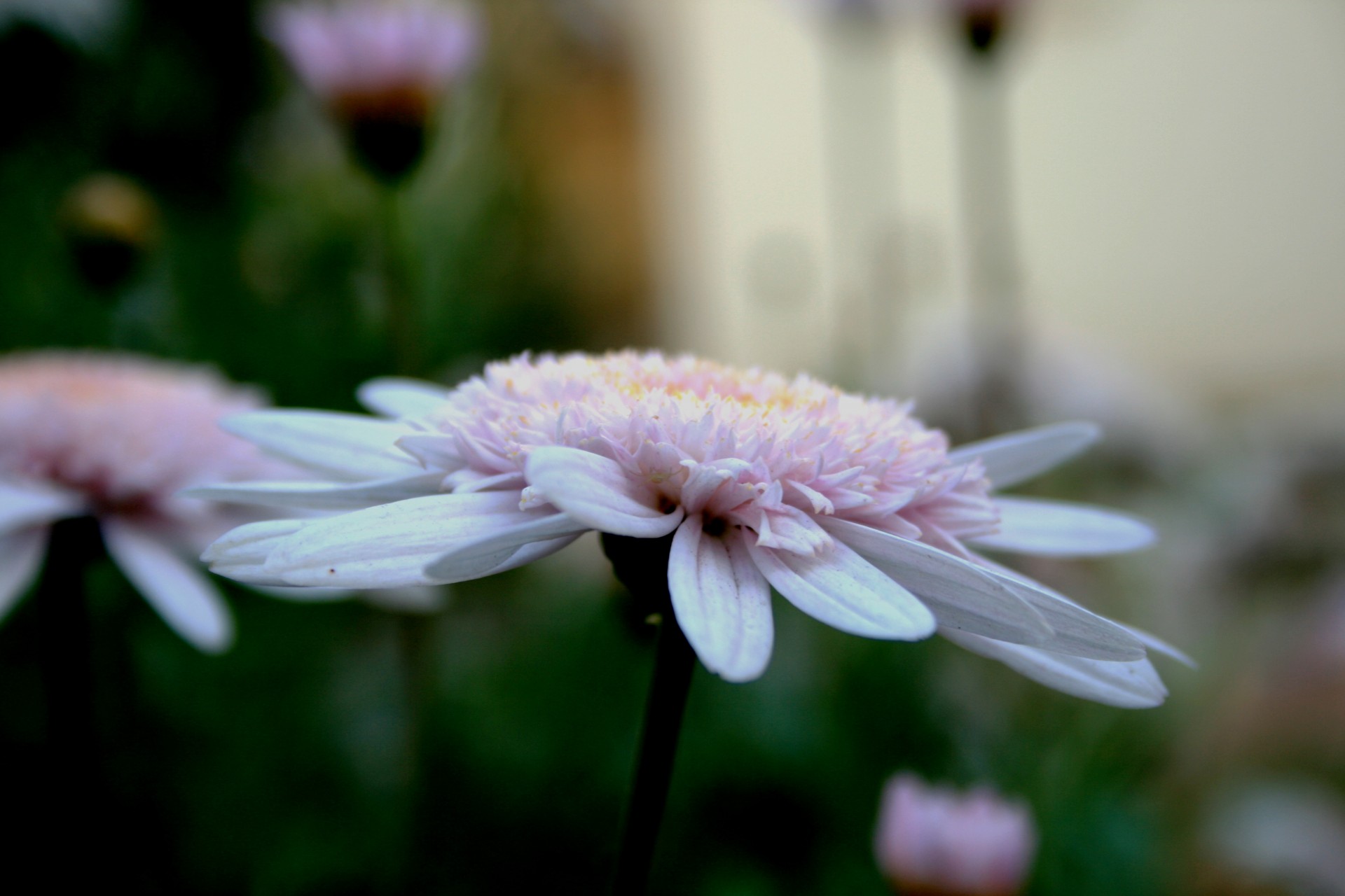 flower daisy pink free photo