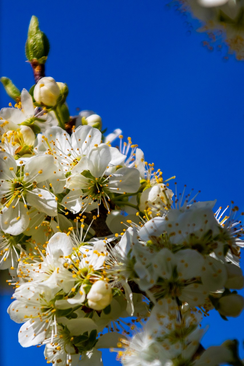 the plum tree  flower  spring free photo