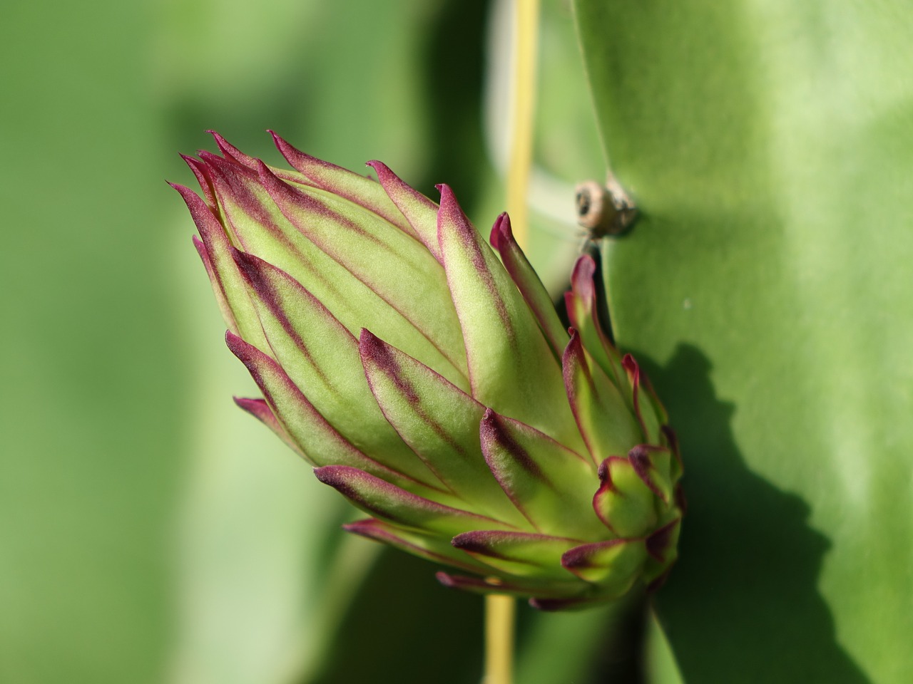 the pods pitaya flower big bud free photo