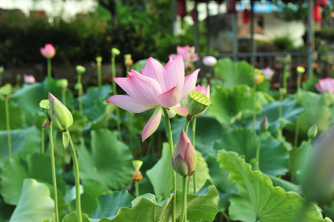 the pods lotus seeds lotus free photo