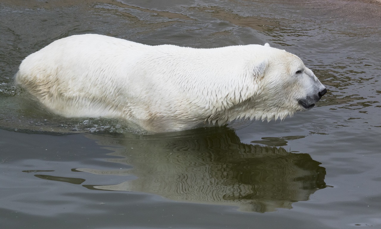 the polar bear swim reflection free photo