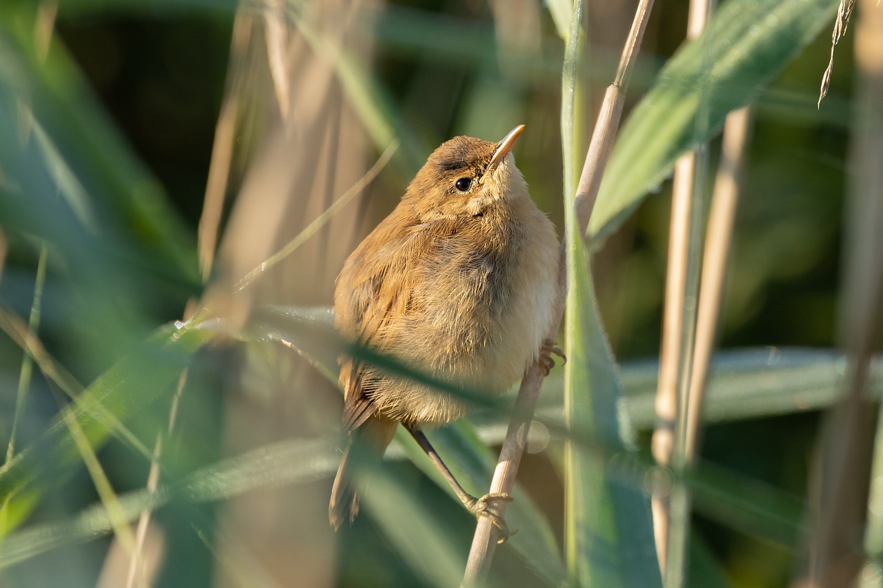 the pond-tube-singer  bird  reed free photo