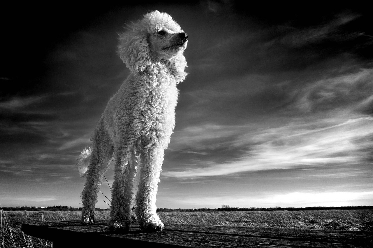 the poodle  white  dog free photo