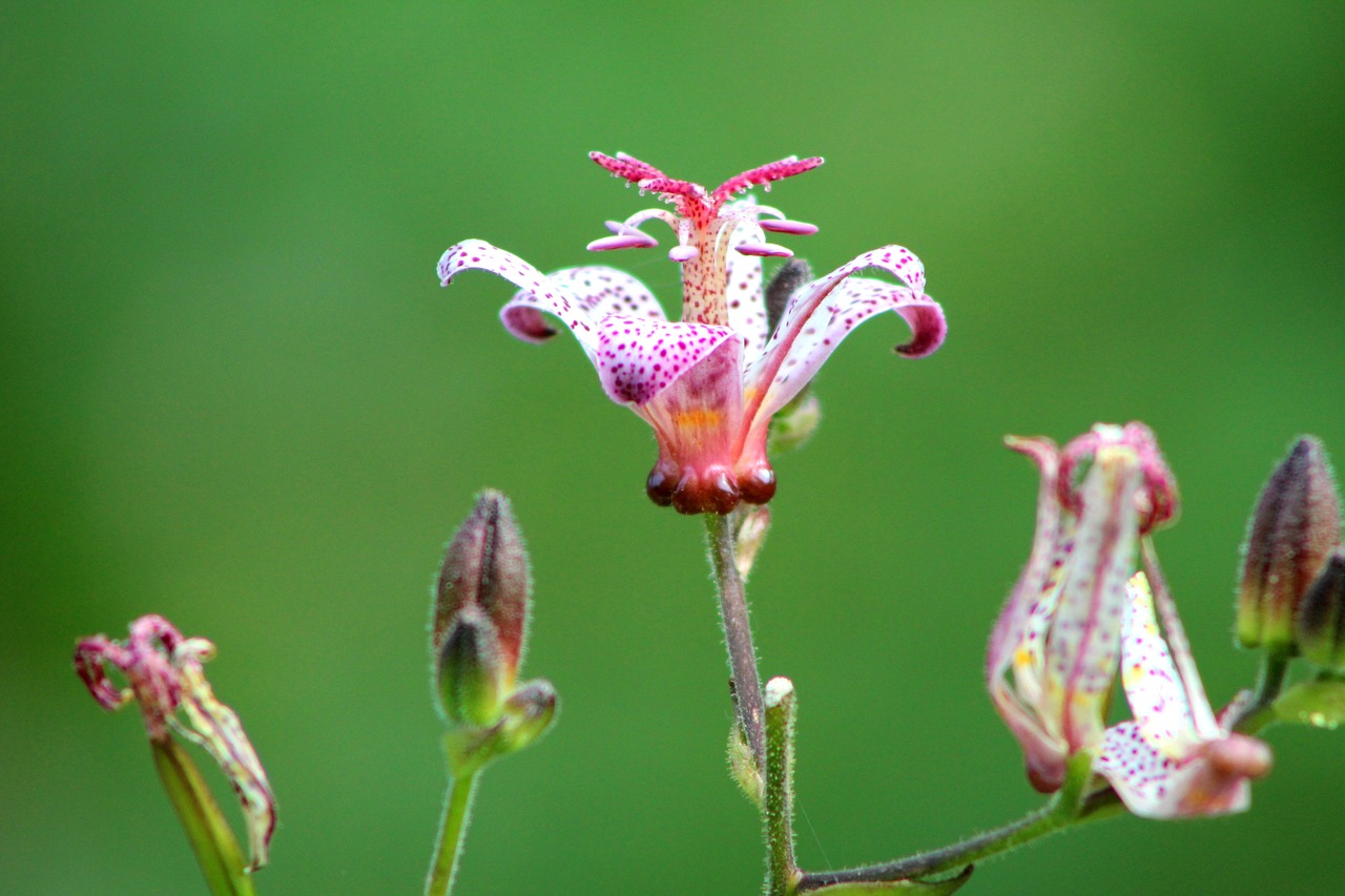 the poor man's orchid  tricyrtis  paddelelie free photo