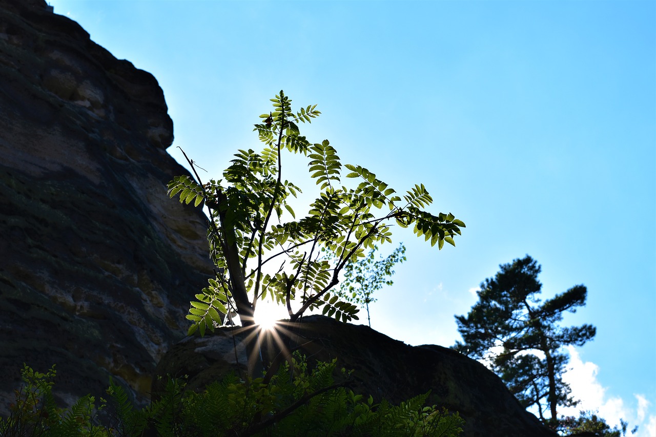 the prachovské rocks trees sun free photo