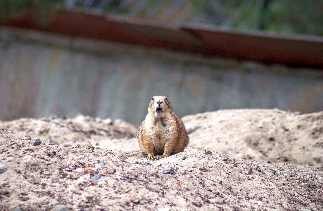 the prairie dog  surprised  rodent free photo