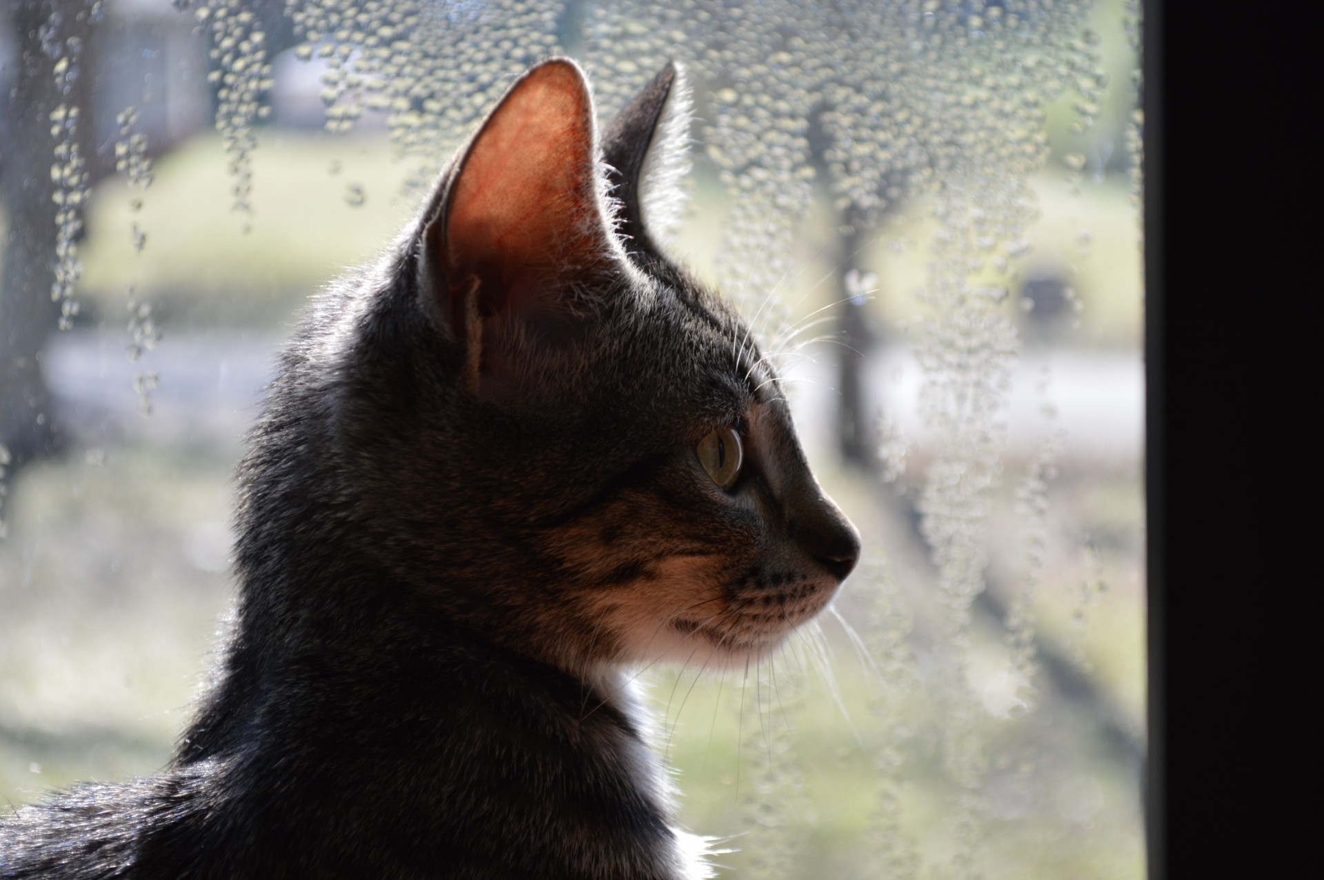 kitten cat window free photo