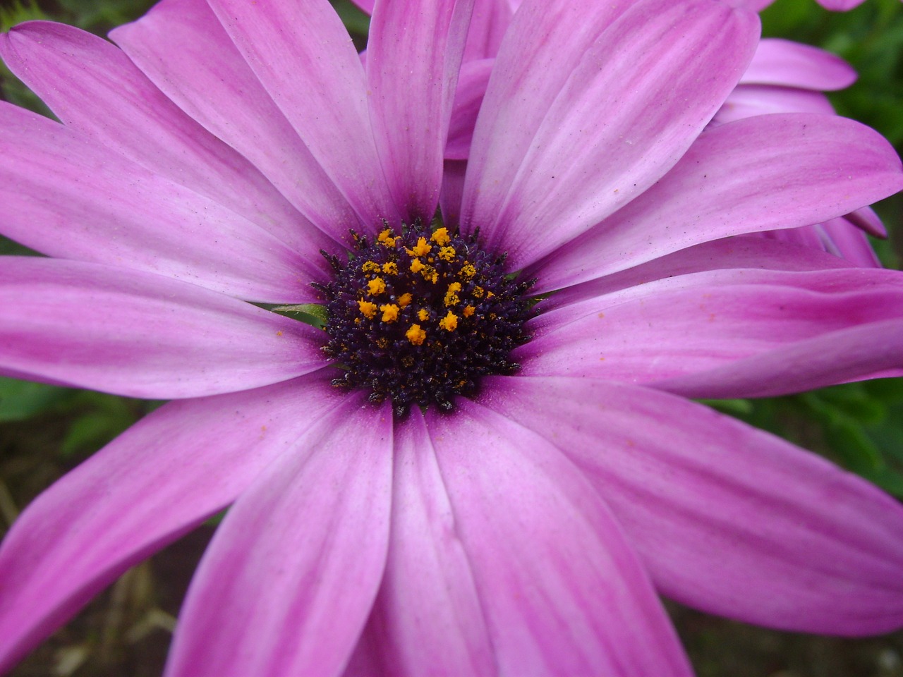 the purple flower flower purple free photo