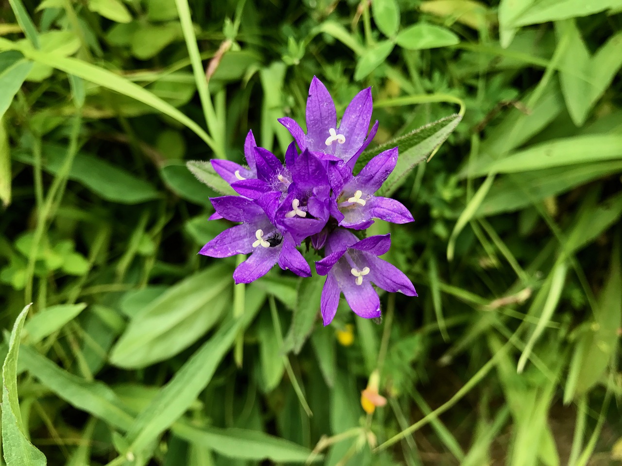 the purple flowers  mountains  wild free photo