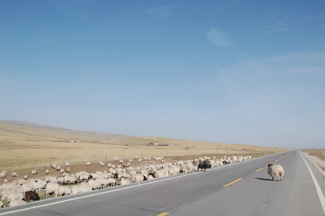 the qinghai-tibet plateau the flock highway free photo