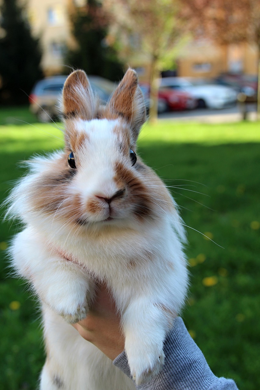 the rabbit the lion's  animal free pictures free photo