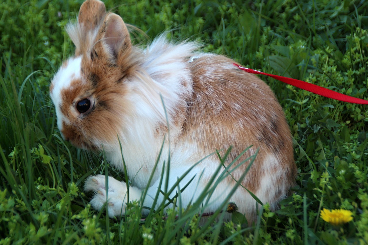 the rabbit the lion's  animal free pictures free photo