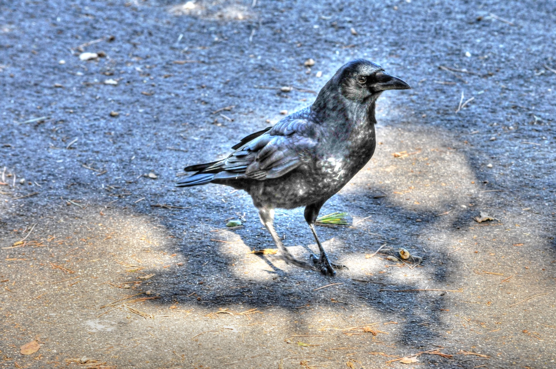 raven bird birds free photo