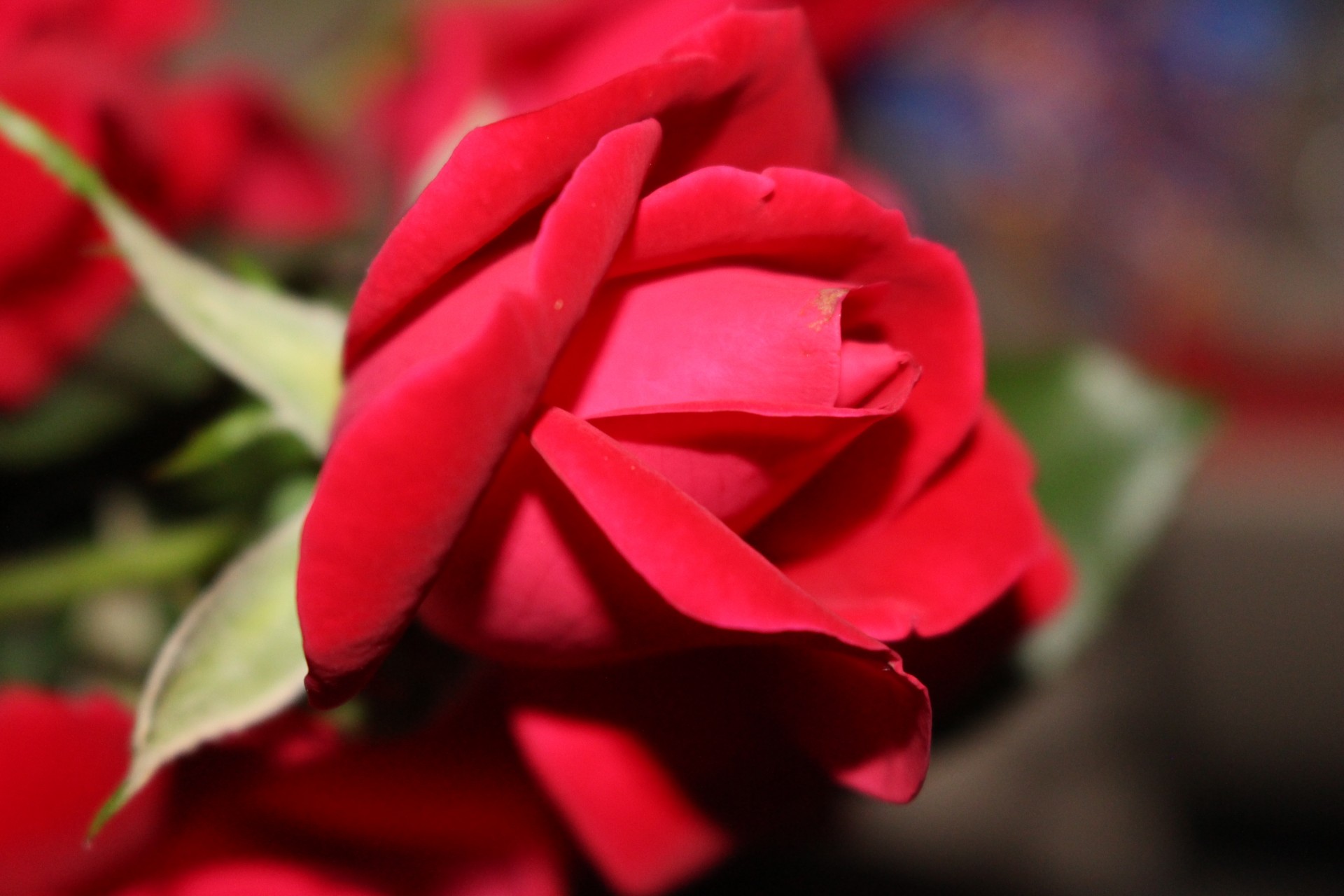 rose flowers romance free photo