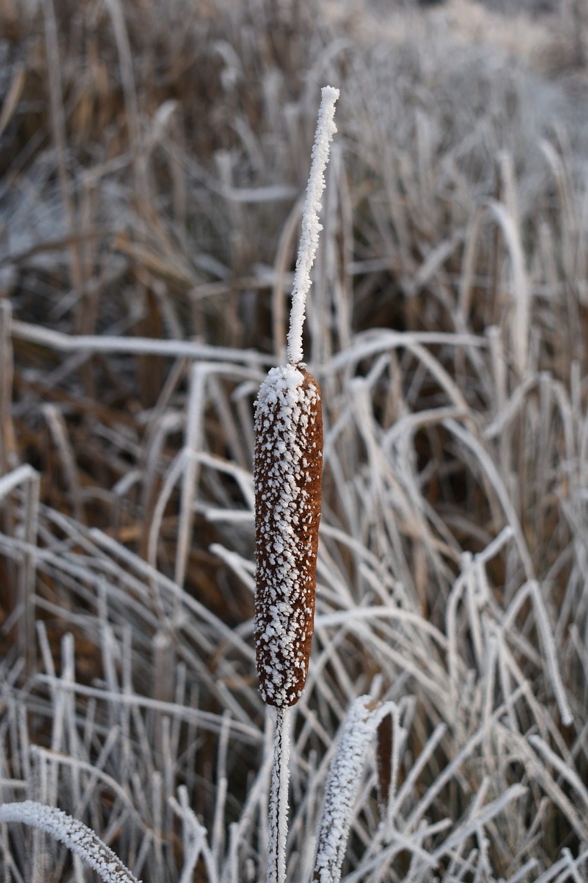 the reeds winter frost free photo