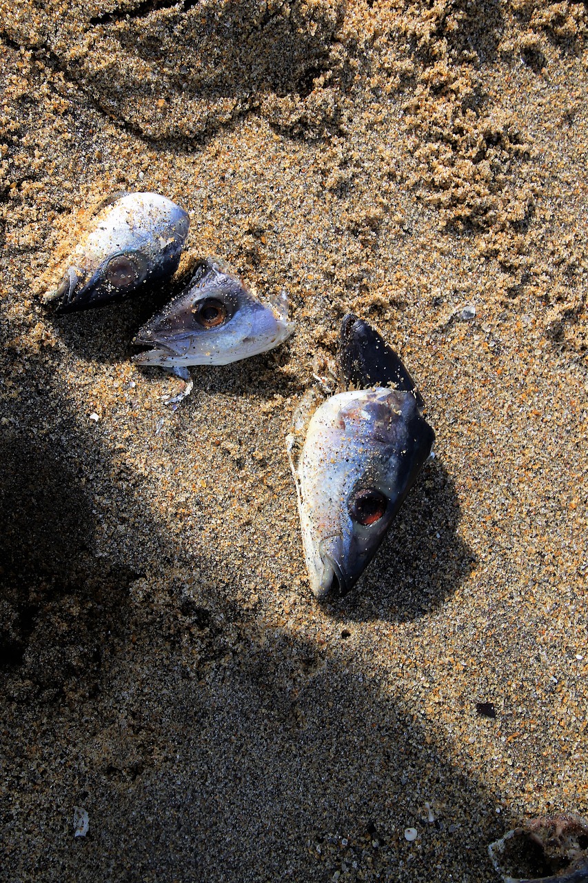 the remains fish sand free photo