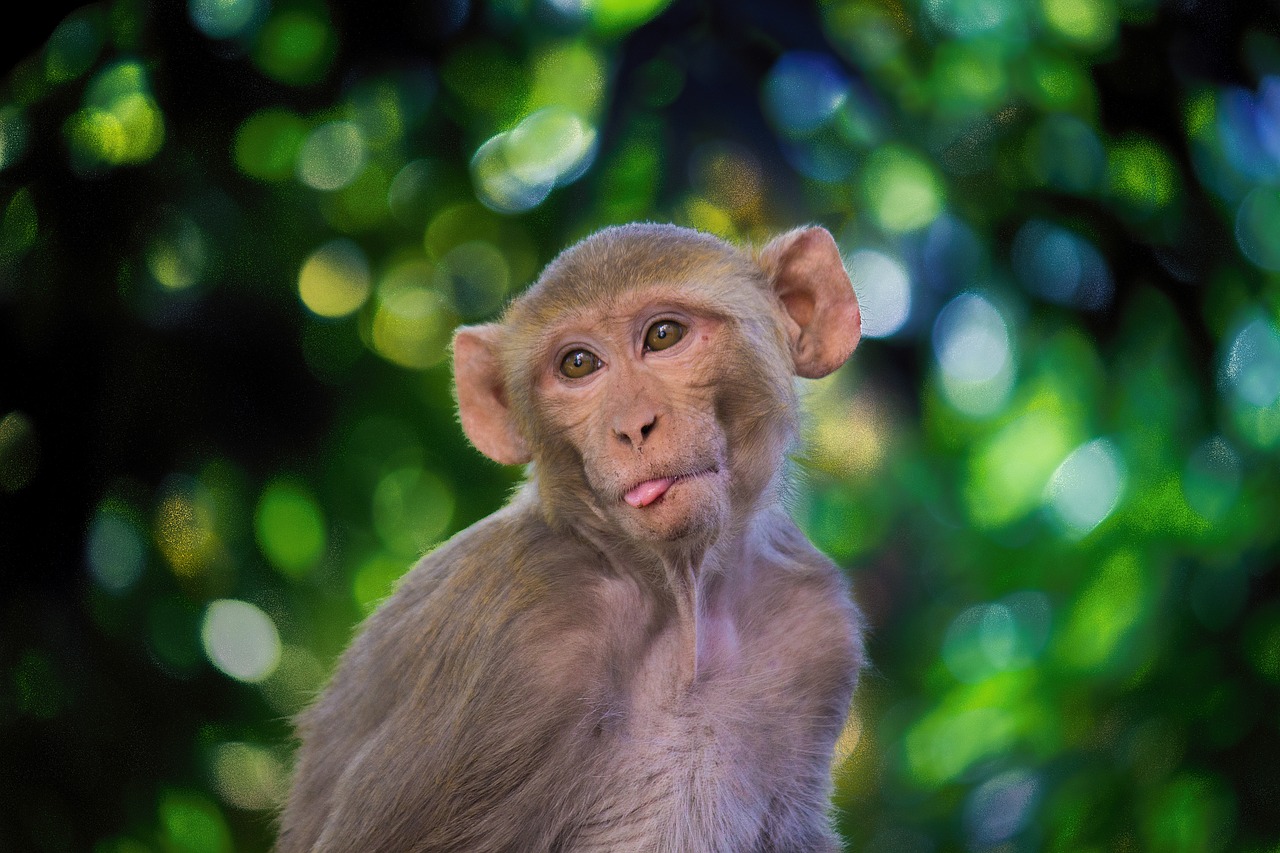 the rhesus macaque  monkey  mammal free photo