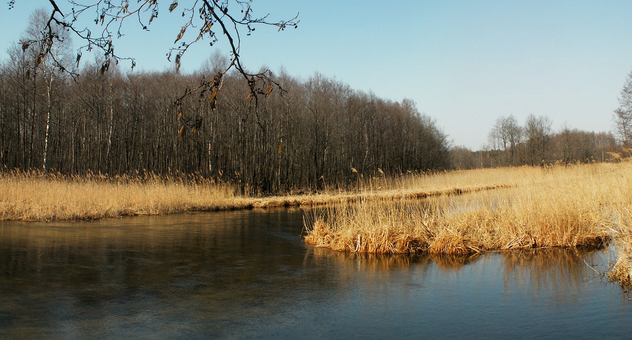 the river czarna-janica  water  black hangcha free photo