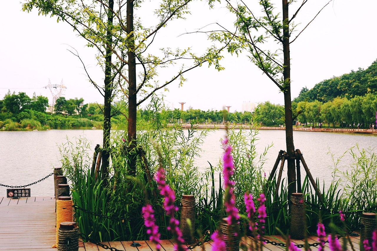 the river of grass bridges flowers and plants free photo