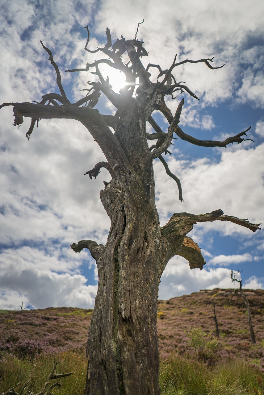 the roaches  woods  tree free photo