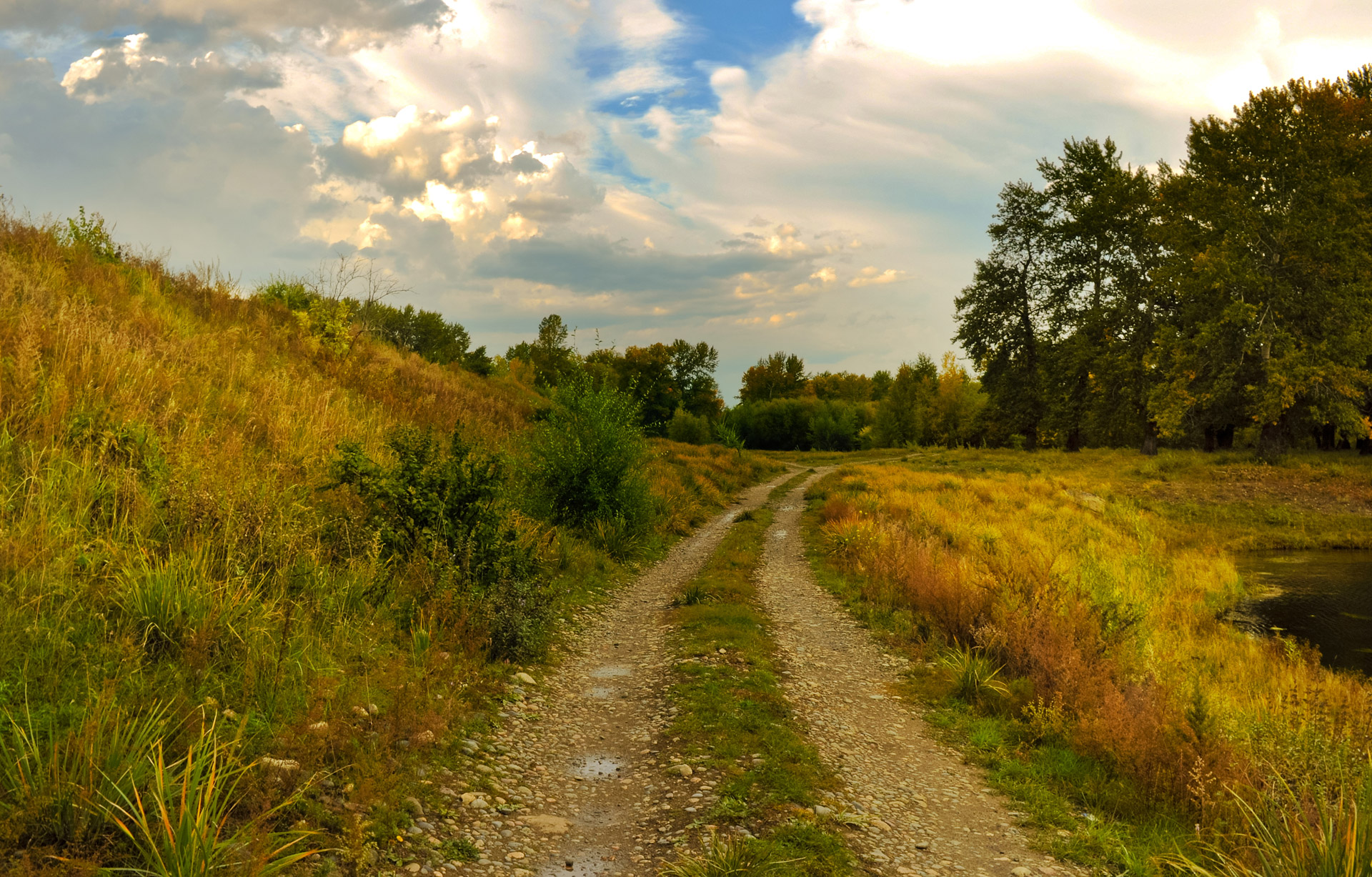 road footpath forest free photo