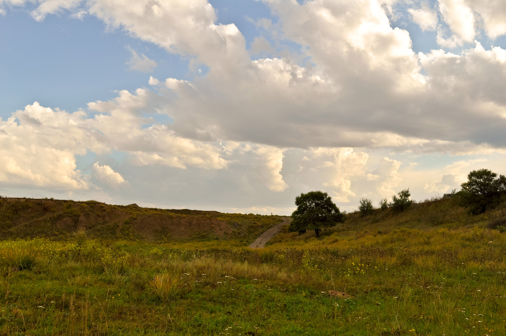 road footpath forest free photo