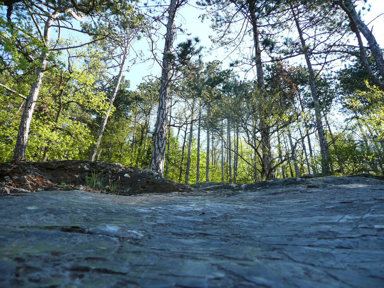 rock forest nature free photo