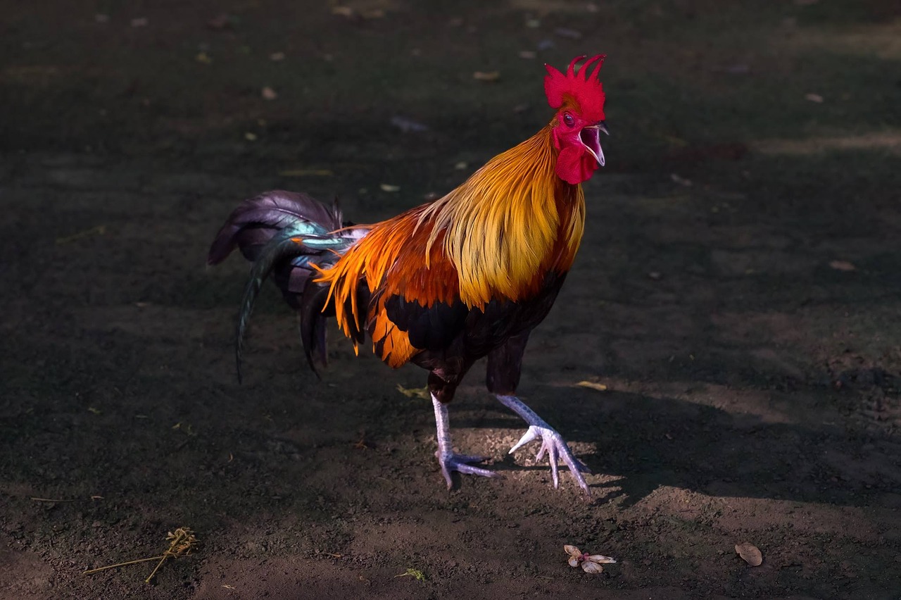 the rooster crows nature animals free photo