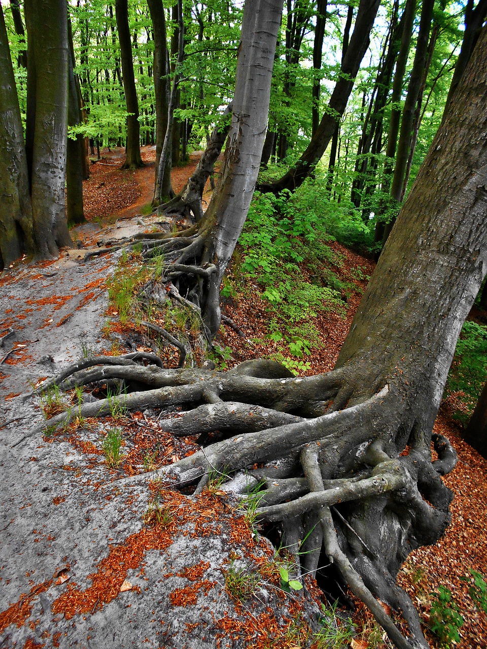 the roots of the forest tree free photo