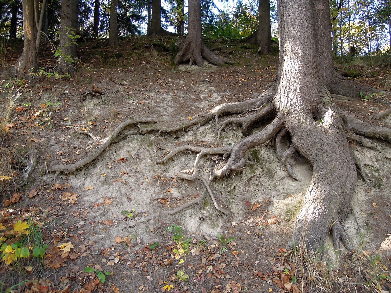 the roots of the tree tree roots free photo