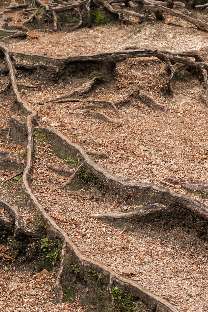 the roots of the forest structure free photo