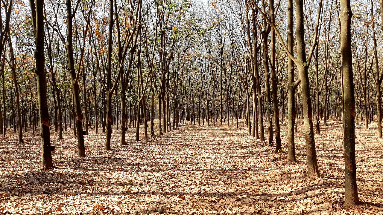the rubber tree  rubber trees  tree free photo